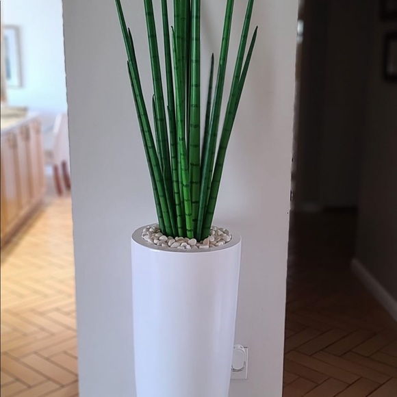 Snake grass plant artificially 6 feat